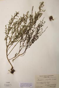 Herbarium Sheet of 